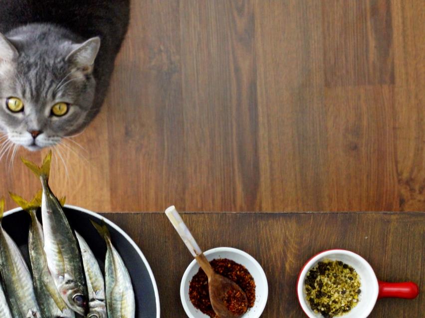 Alimentation Pour Les Chats Specific Alimentation Pour Les Chats Specific